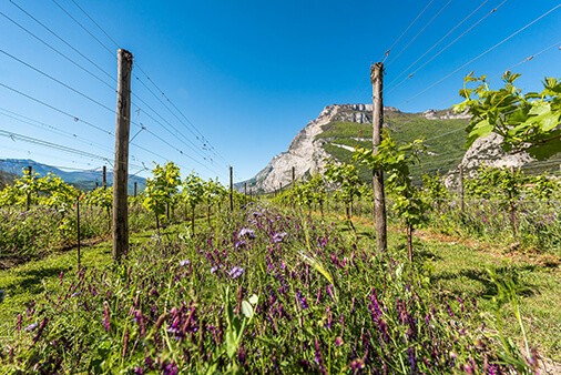 flower toblino vineyard bees